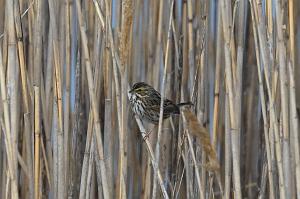 Sparrow, Savannah, 2025-05037036 Parker River NWR, MA